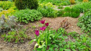 Южный сад 21.04.2025 г. Тюльпаны, незабудки и многоцветковые нарциссы.