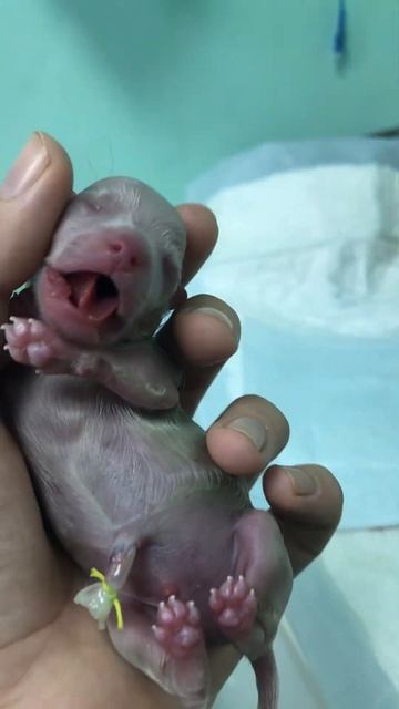 Новорождённый щенок 🥹😀 #animal #помощьживотным #dog #коты #животные #собака