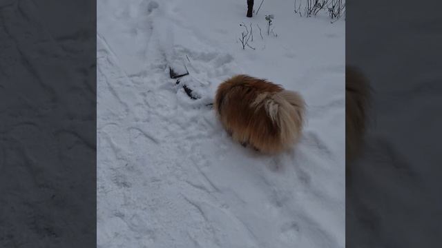 Шпиц Ричард на прогулке