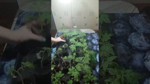 Томат Непас 11 и Пиноккио.