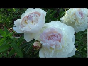 Пион ПЕТИКОАТ ФЛЮЕНС  Paeonia PETTICOAT FLOUNCE: обзор, описание, цветение, отзыв