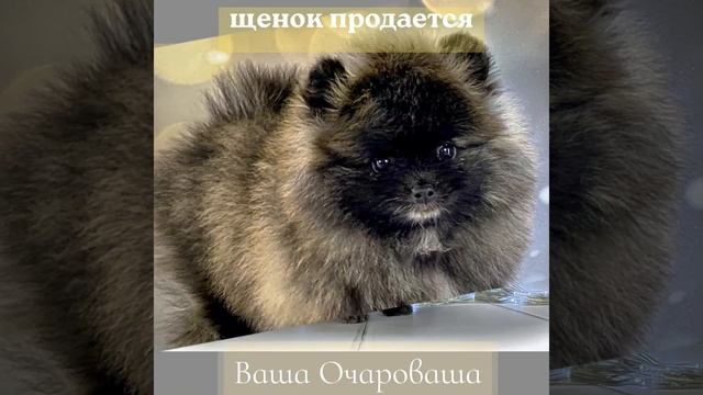 Шпиц. Тигр Изобелии смотреть онлайн