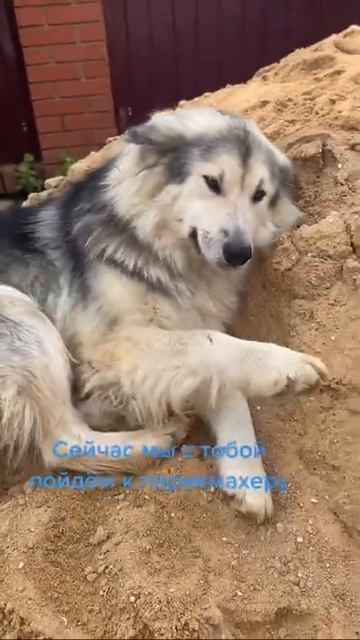 СОБАКА ЛЕЖИТ