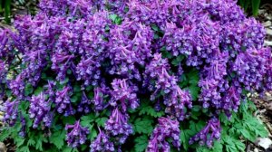 Самое НЕПРИХОТЛИВОЕ РАСТЕНИЕ для сада, которое обильно цветет каждый год!