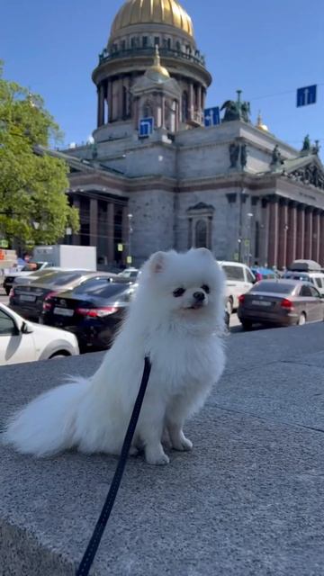 Лето- время путешествий 🔆 #шпиц #питер #тула #ярославль #выборг #тутаев #дача #лето2024 #лето #море