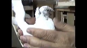 Голуби узбекиски