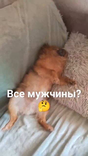 Наш кастрирован, но настоящий мужчина 😃 Шпиц кабель особенный реально ❤ #видеоссобаками #шпиц