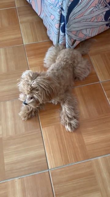 МИЛЫЙ ПЕСИК | СОБАКА ЛАЕТ | ВЕСЕЛЫЕ СОБАЧКИ