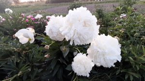 Пион АМАЛИЯ ОЛСЕН / Paeonia AMALIA OLSON - ОБЗОР, ОПИСАНИЕ, ЦВЕТЕНИЕ, ОТЗЫВ