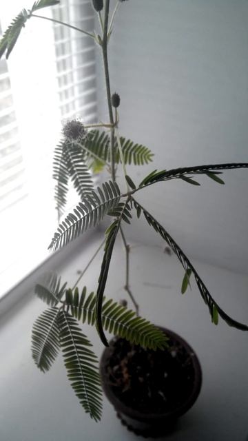 Сдыдливая мимоза смотреть онлайн