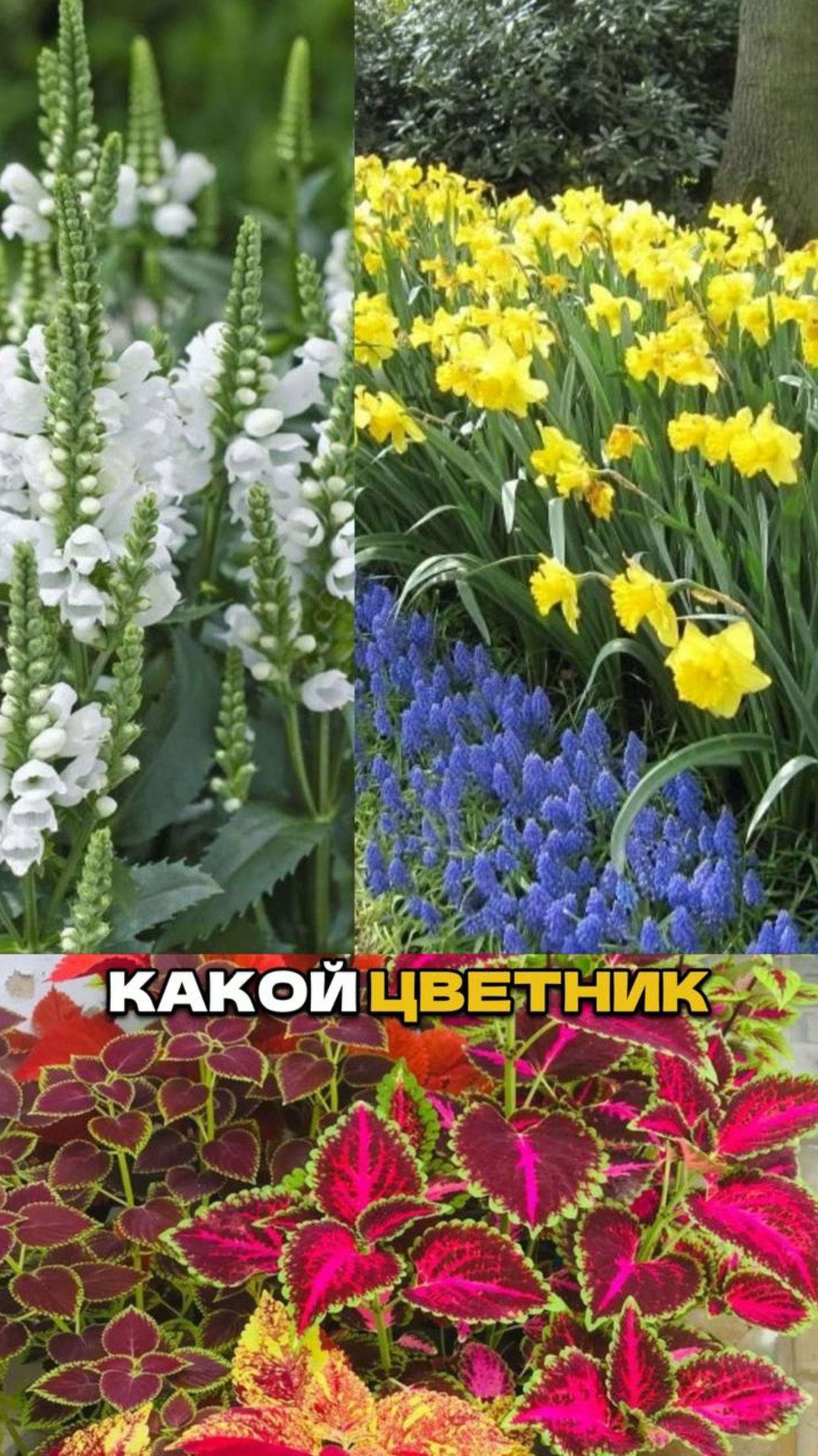 Цвет в Саду Влияет на Вас Сильнее Чем Вы Думаете 🌺 смотреть онлайн