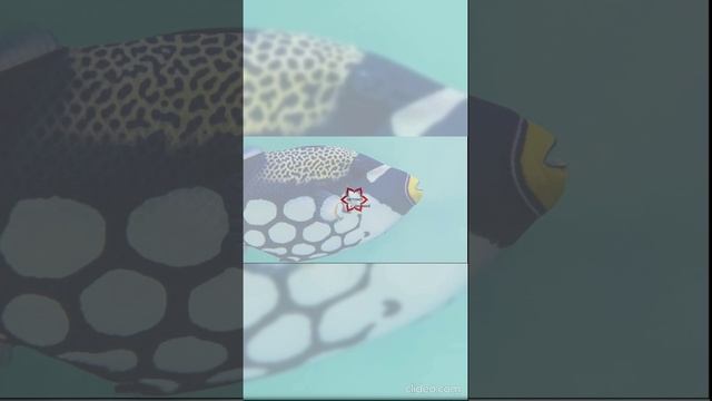 Отношения с человеком нарциссом, серый камень и аквариум... Вовремя услышать=помочь себе! смотреть онлайн