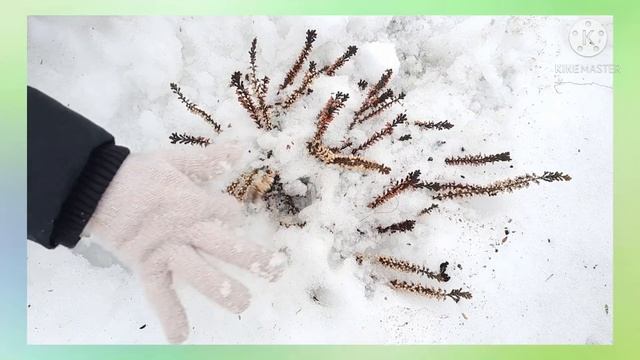 дачники-удачники #8 смотреть онлайн