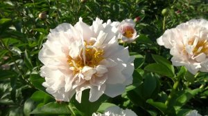 Пион Блашинг Принцесс (Blushing Princess) Сондерс / Рит, Д.Л. / Роджерс, А. 1991г