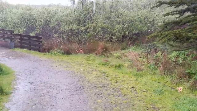 Rainy Morning 5 - Sonoma Coast - April 4, 2024 смотреть онлайн