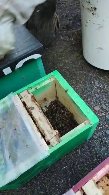 кружка пчёл и нуклеус готов