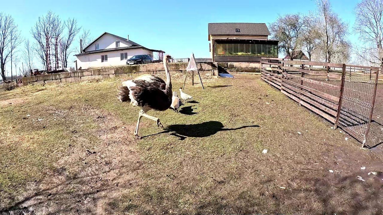 Перья повсюду , но кто это сделал ? ХУТОР В ЛЕСУ №664 смотреть онлайн