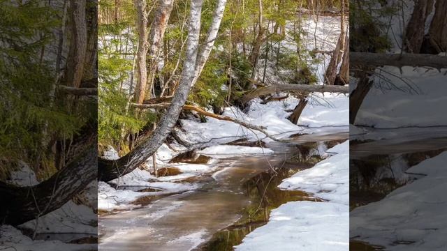 Игорь Кибирев (Сладкий  🍯  мед)