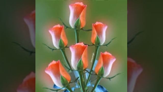 TSWV SIV YIS 1995 CHIM CHIM HLUB HLUB смотреть онлайн