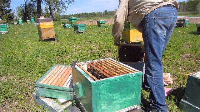 Расширение пчёлосемьи вторым корпусом смотреть онлайн