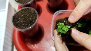 Как ЛЕГКО ПИКИРОВАТЬ ЛОБЕЛИЮ посеянную мелко-пыльными семенами