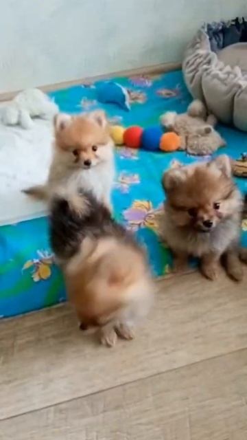 Щенки шпица,2 месяца🐶