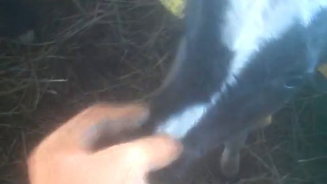 ТелКа-сосун!