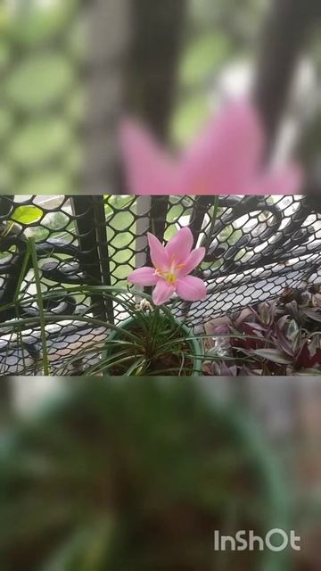 #shorts.. Rainlilies colour varieties @The Bees Garden..Go Green Go Organic смотреть онлайн