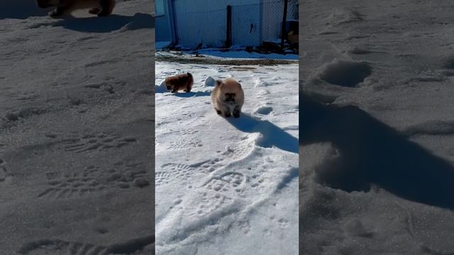 Щенки померанского шпица. +79180691631 WhatsApp. смотреть онлайн