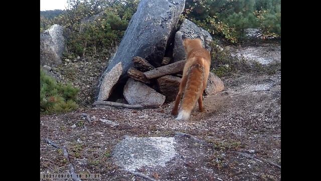 Фотоловушка. Полуостров Старицкого. 01.09.2021 смотреть онлайн