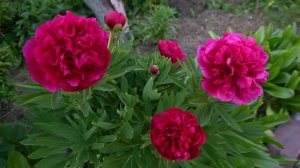 Пион лекарственный Рубра Плена (Paeonia officinalis Rubra Plena)