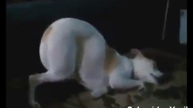 Смешные видео про зверей!!! смотреть онлайн