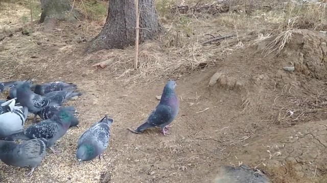 В стае появились птенчики этого года 😁😁😄🐦🐦🐦 смотреть онлайн