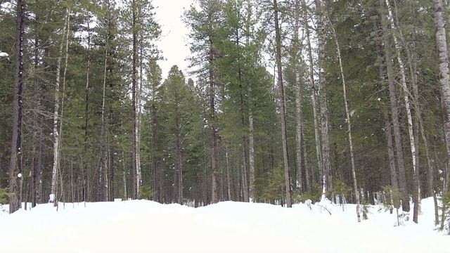 Влог из леса! Встречаем весну - лепим снеговиков и катаемся с горки. Ягом. Нижневартовск