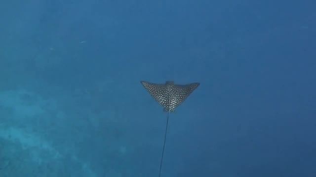 00054 - Eagle Ray смотреть онлайн