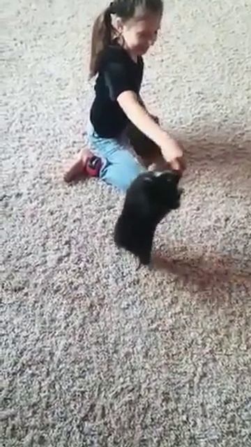 дрессировка моей собаки померанского шпица Фишки😂 смотреть онлайн