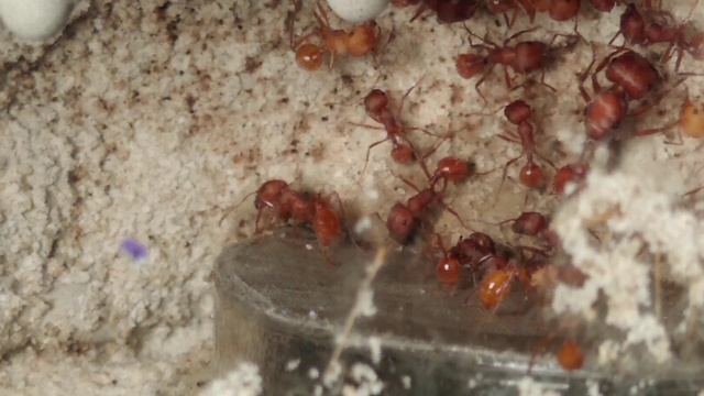 Pogonomyrmex Occidentalis commentary смотреть онлайн