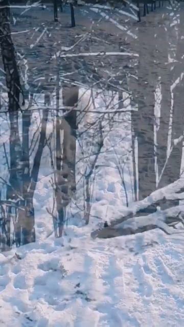 #SpitzPulia на прогулке