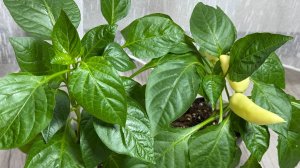 Что не любят перцы 5 основных ошибок при выращивании перца.