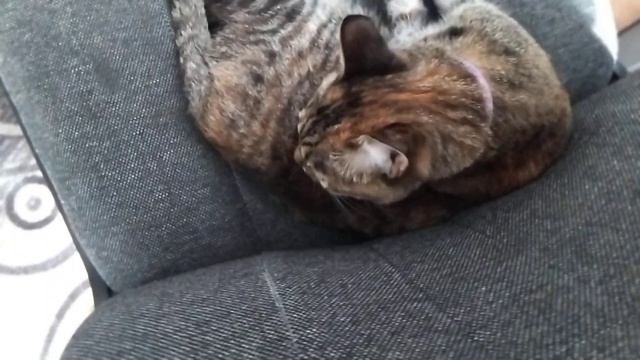 год с появления кошки в доме и первого видео с ней смотреть онлайн