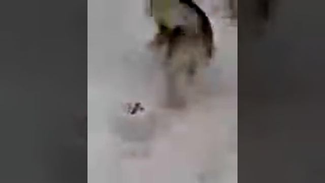 Маламут Буранчик смотреть онлайн