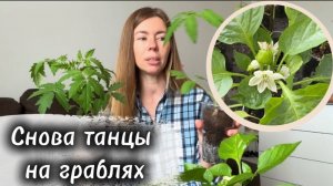 РАССАДА ПЕРЕРАСТАЕТ, а высаживать рано 🤦♀ Снова на те же грабли