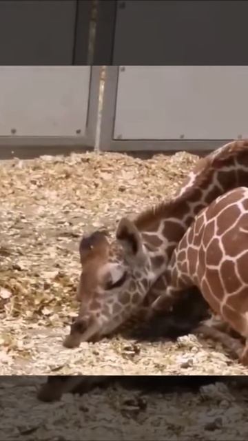 Cute Baby #Giraffe Trying To Sleep #Shorts смотреть онлайн