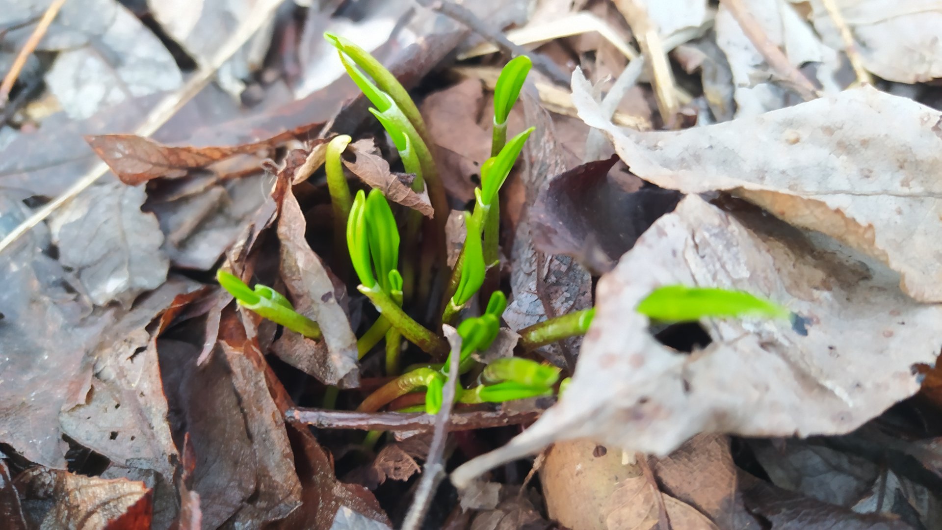 Начала всходить черемша. Когда идти в лес за черемшой? Где искать черемшу в лесу?
