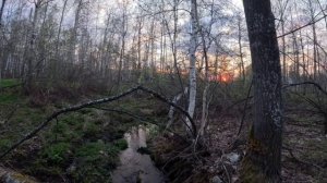 ПроГУЛКА ПО ВЕССЕННИМУ ЛЕСУ. В ПОИСКАХ ГЛУХАРЯ!