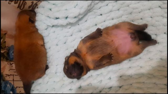 Щенкам шпица 1 неделя. ❤ Мила была у ветеринара. смотреть онлайн