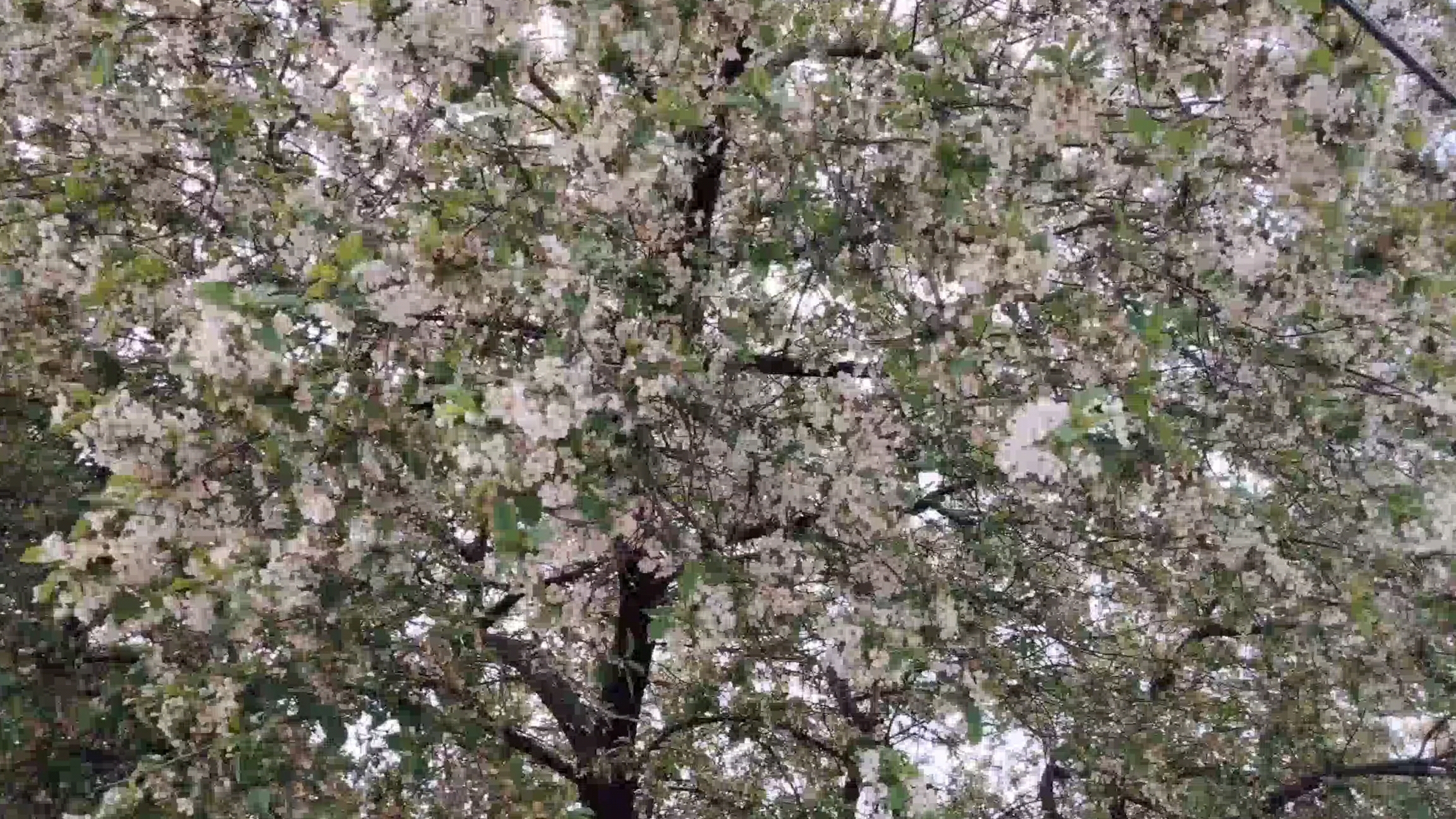 Ейск ! Наш весенний снег, утренние дела и огромный курник ! смотреть онлайн