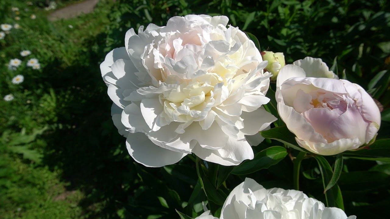 Пион Луиза Лоссинг - Louise Lossing - Lossing, 1943, США. смотреть онлайн