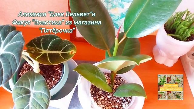 Алоказия "Блек Вельвет" и Фикус "Эластика" из магазина "Пятерочка" смотреть онлайн