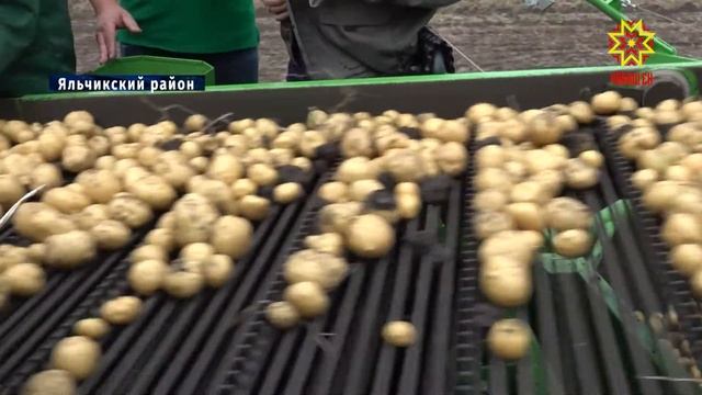 Продолжается уборка картофеля смотреть онлайн
